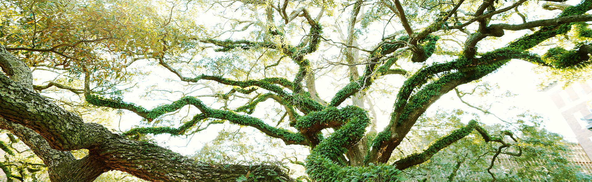 Southern live oak.